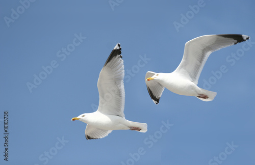 Two seagulls in the bluw sky