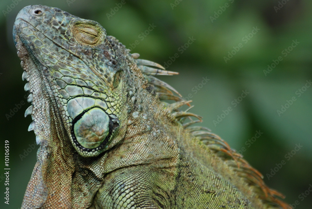 iguane iguane