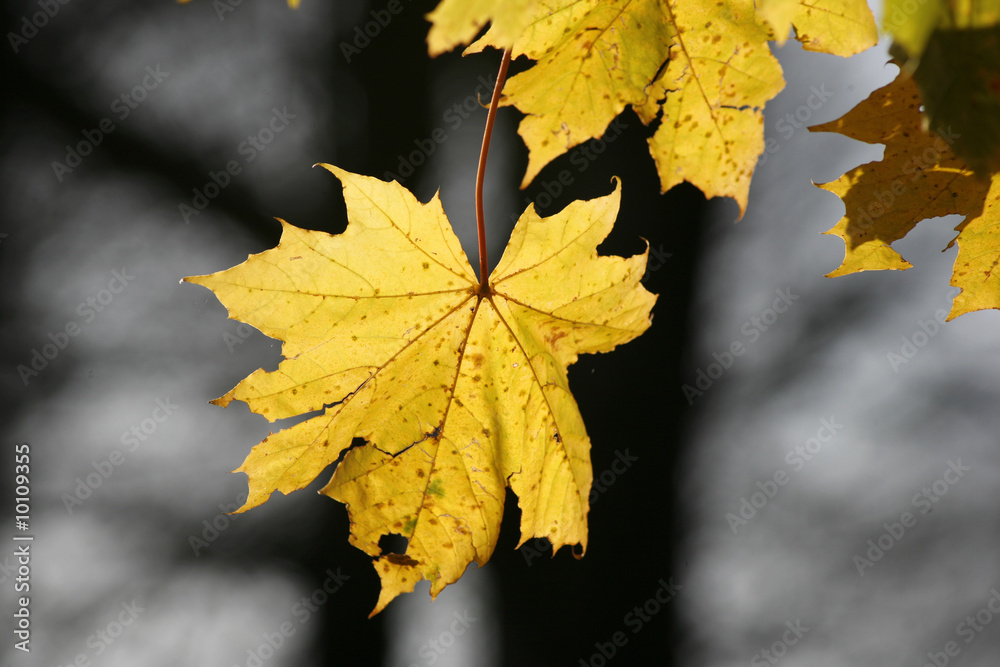 Fototapeta premium Colourful autumn leaf foliage display in European park