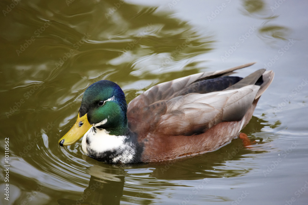 Duck in the pond Duck in the pond