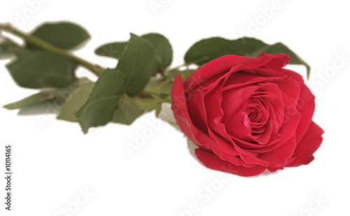 One red rose on a white background