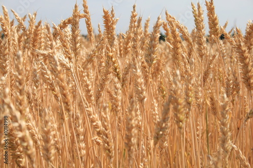 Weizenfeld