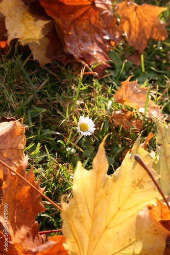 Blume im Herbst