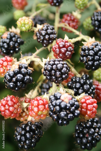 Brombeeren