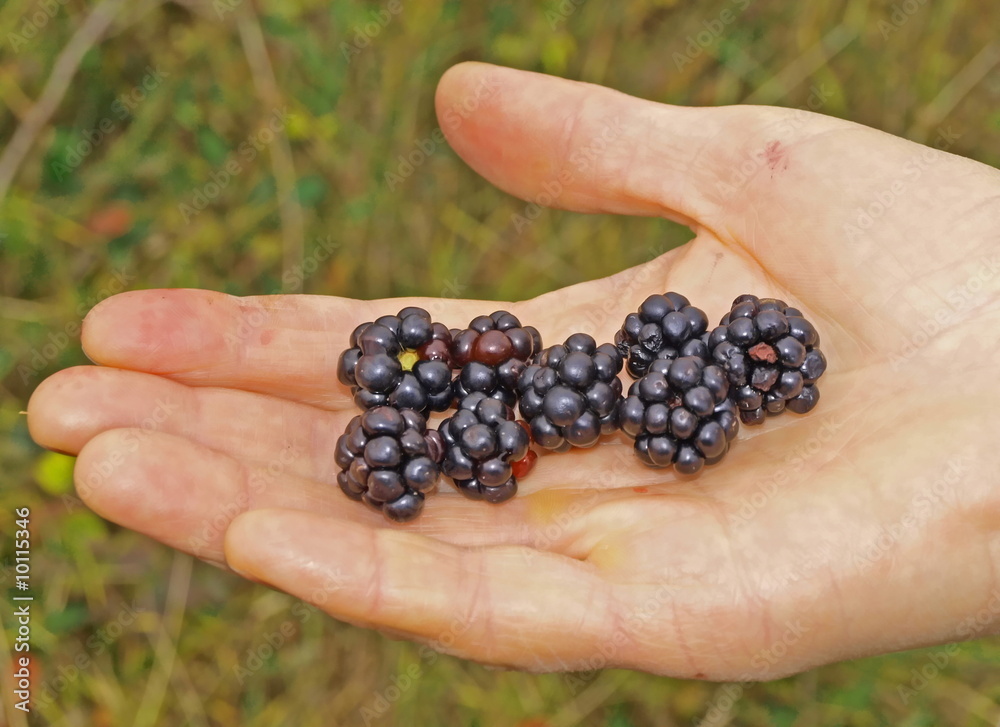 There are berries of blackberry on the palm of hand. There are berries of blackberry on the palm of hand.