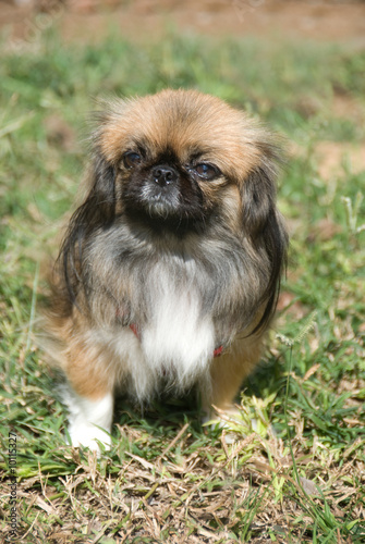 Photography portrait of pretty pekingese dog sitting on a grass