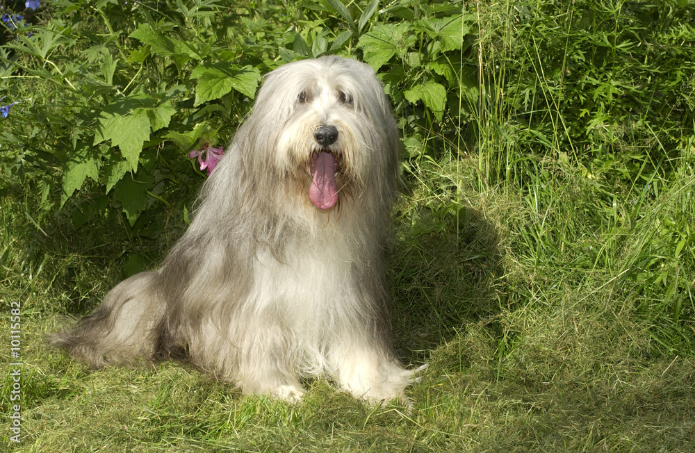 bearded collie assis au soleil bearded collie assis au soleil