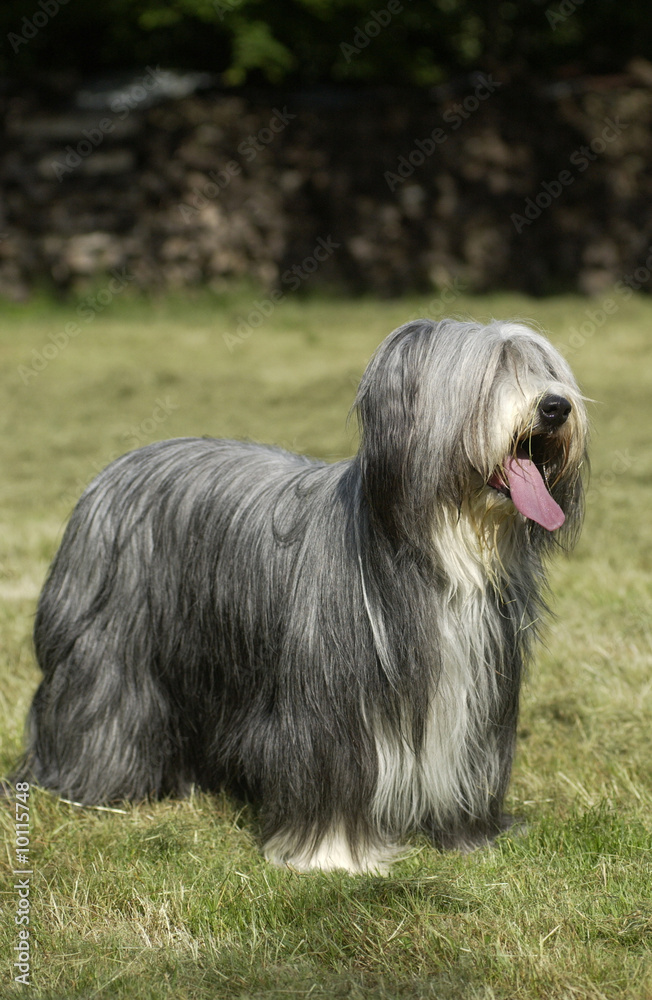 bearded collie vertical