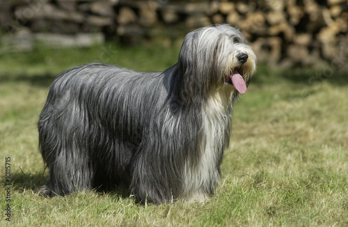 bearded collie à l'arrêt