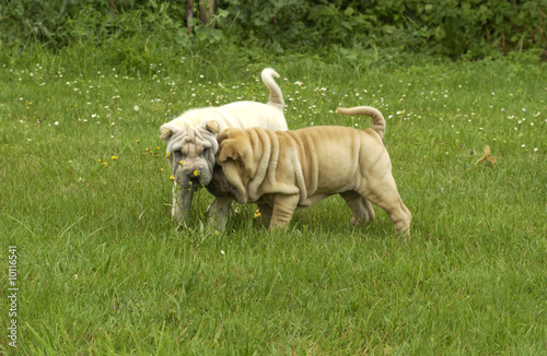 chiots shar pei en train de jouer