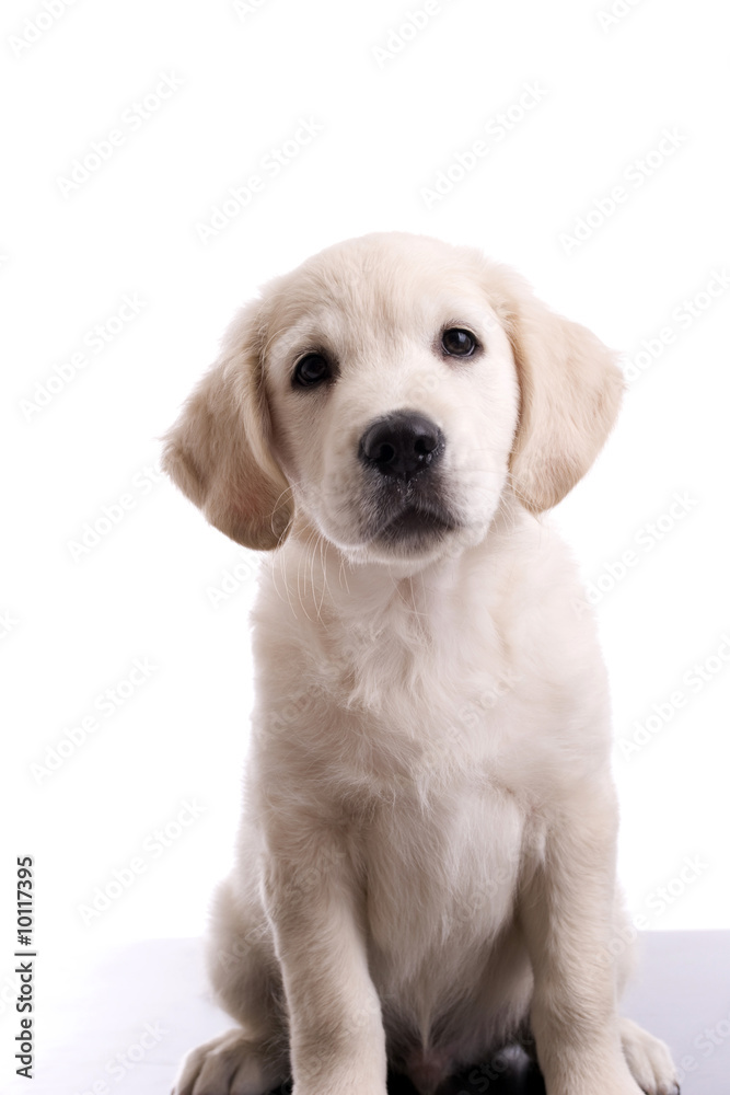 Baby Golden Retriever Portrait - Isolated over white background Baby Golden Retriever Portrait - Isolated over white background