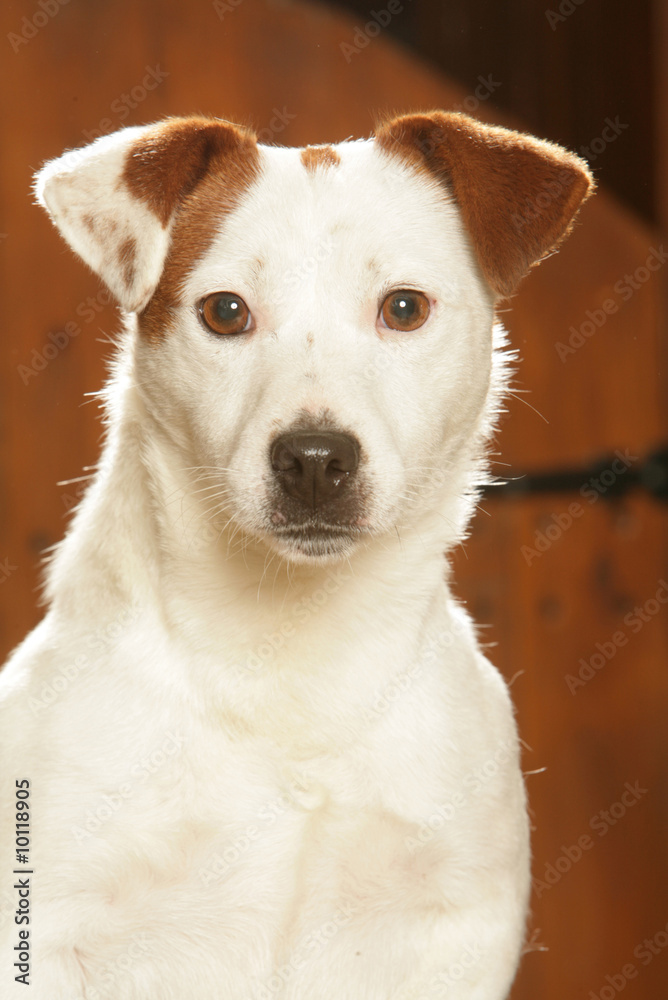 Portrait du Jack russel terrier Portrait du Jack russel terrier