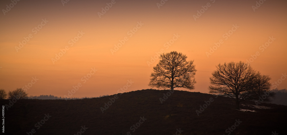 Trees on a hill