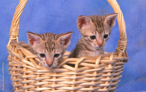 Photography deux petits ocicat dans un panier