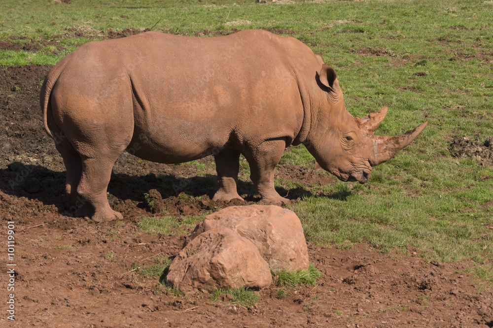 Closeup of White Rhinoceros (Ceratotherium simum simum) Closeup of White Rhinoceros (Ceratotherium simum simum)