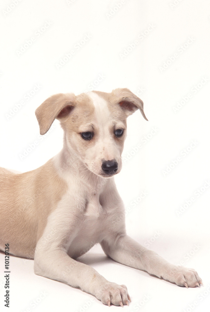 chiot lévrier whippet couché studio