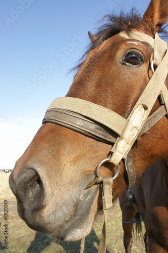 Country horse portrait