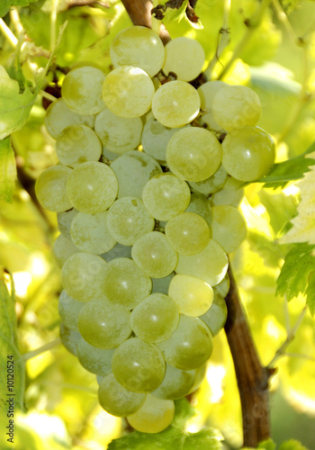 Green wine grapes at a vineyard in France
