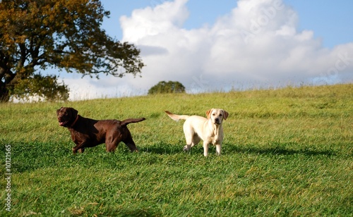 Labradors on the hill