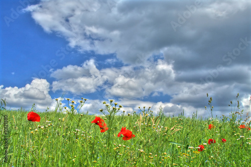 wild summer meadow against dark cumulus clouds. © kmit
