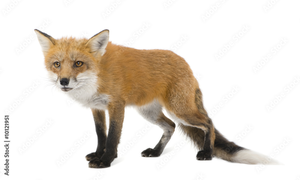 Red fox - Vulpes vulpes in front of a white background