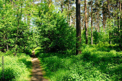 Have a walk in wonderful forest