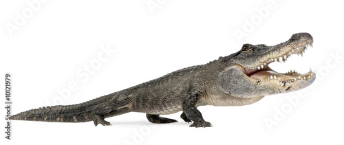 funny  American Alligator in front of a white background