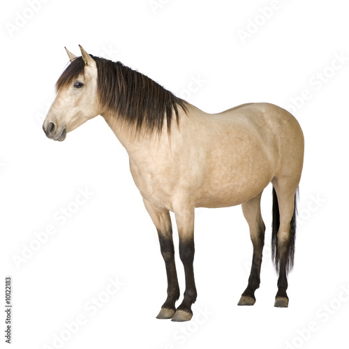 Horse in front of a white background © Eric Isselée