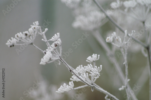 gefrorene Pflanze © Thaut Images