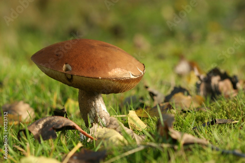 Big brown mushroom in the grass with leafs