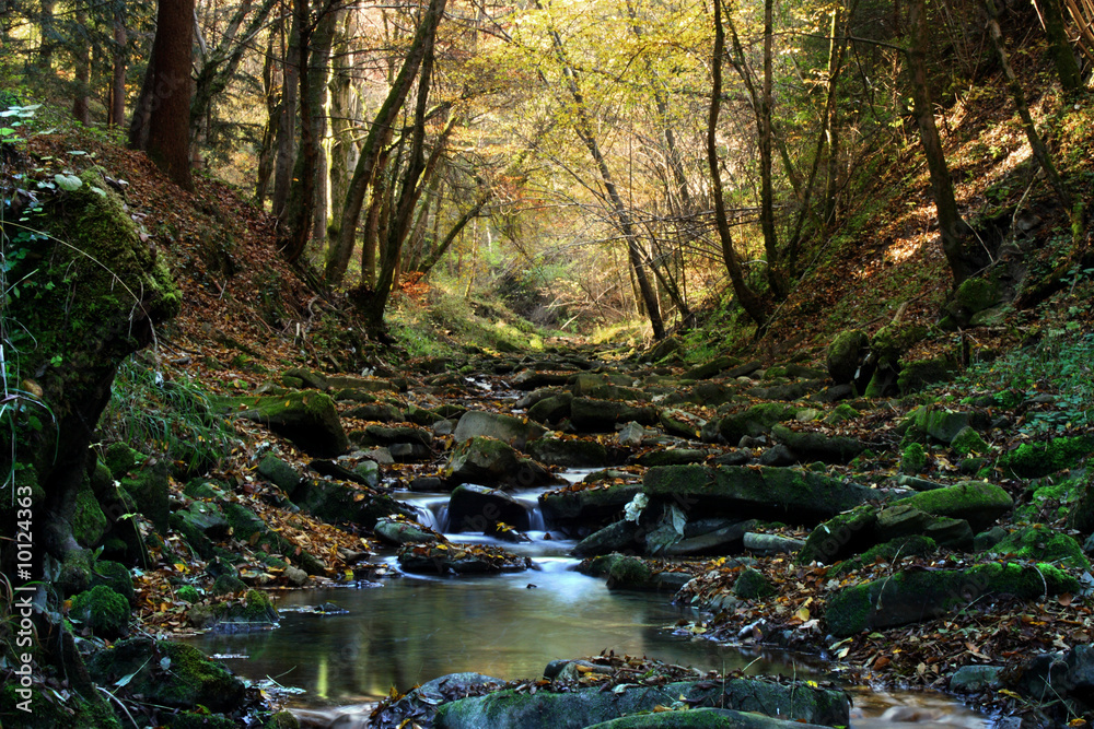 Ruscello nel bosco Ruscello nel bosco