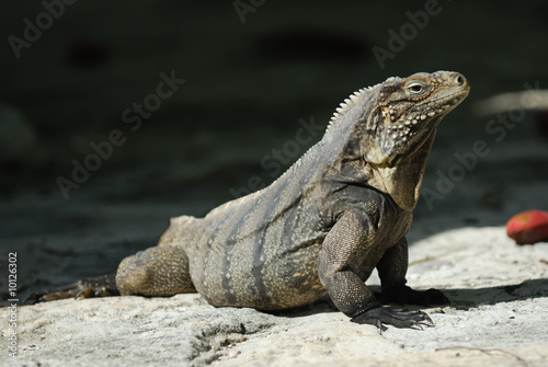 Wild Iguana of Caribbean Islands © BasilioV