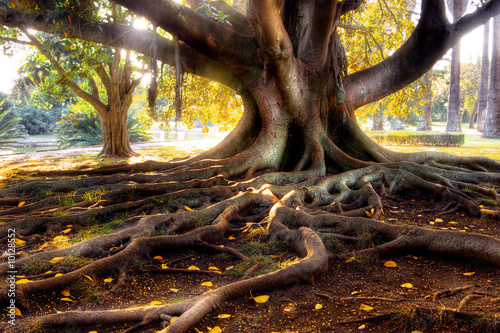 Photo Centenarian tree with large trunk and big roots above the ground