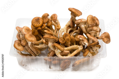 Mushrooms in a plastic box on a white background