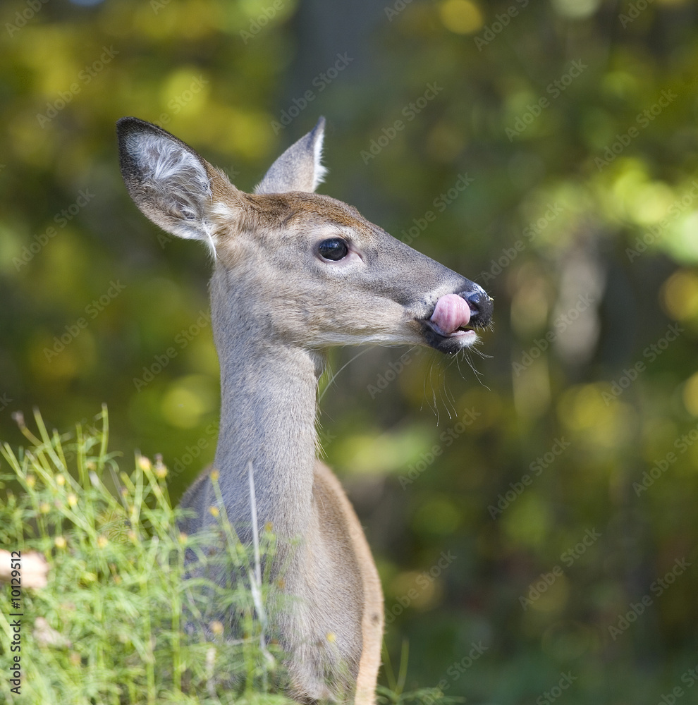 whitetail doe that is licking her nose in autumn