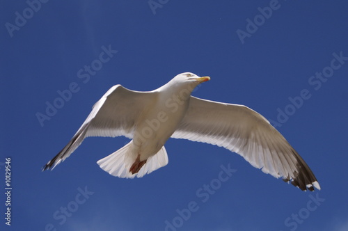 Mouette planant dans le ciel