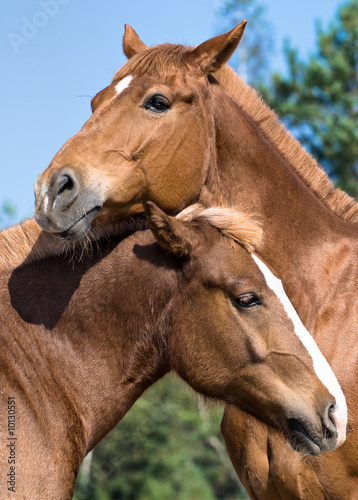 Portrait of two horses