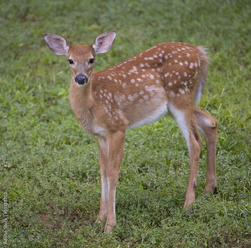 whitetail deer fawn in early morning with spots