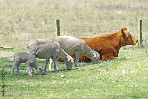 great image of three sheep and a cow on the farm