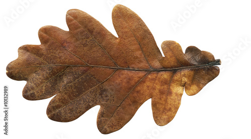 Brown autumn oak leaf isolated on a white background