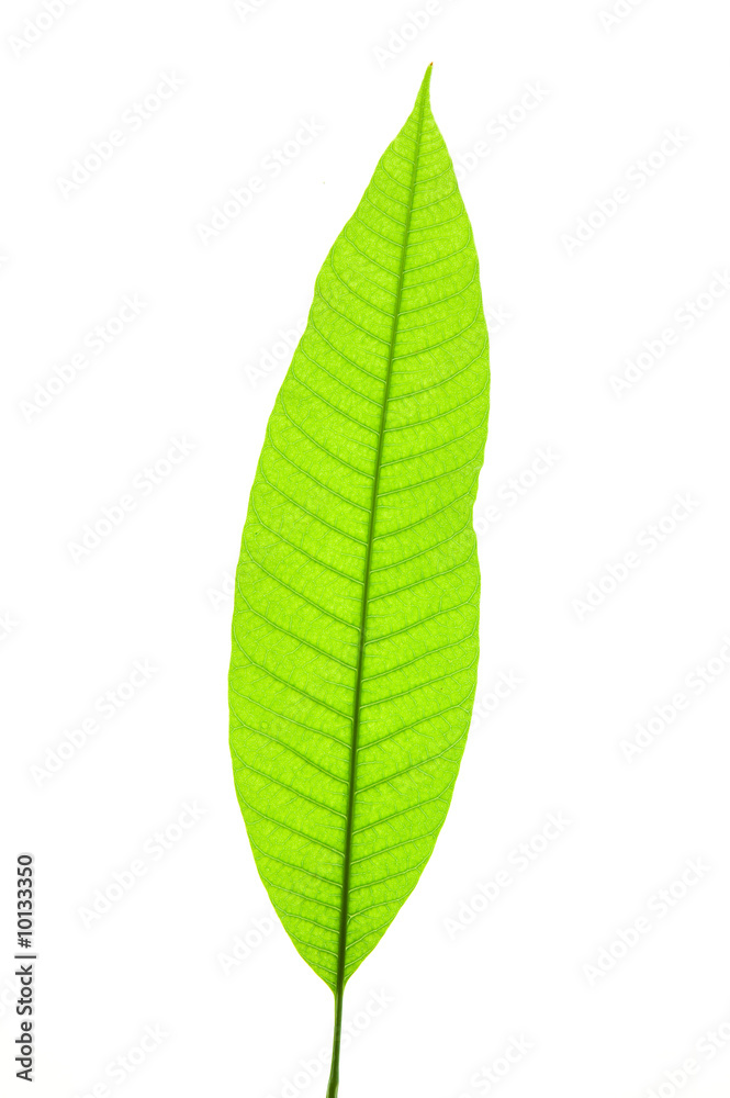 Young leaf isolated on white in studio. Young leaf isolated on white in studio.