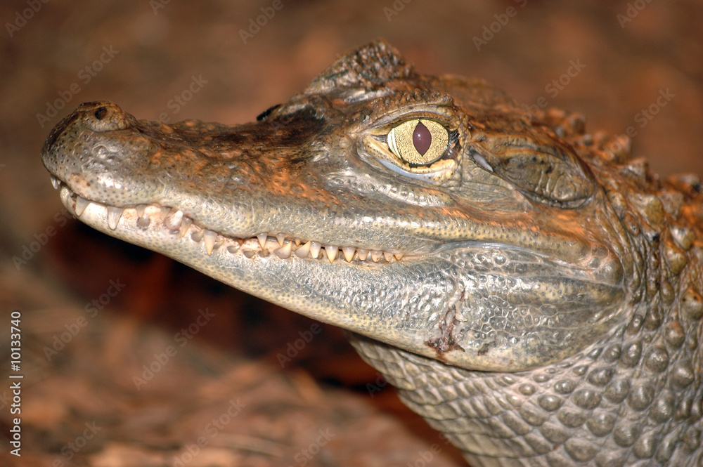 Fototapeta premium Young crocodile, close up photo with visiable predator's tooth