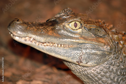 Young crocodile, close up photo with visiable predator's tooth