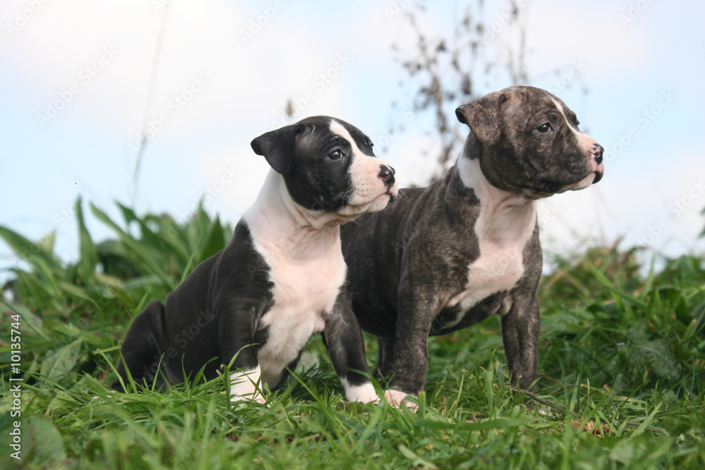 deux chiots american staffordshire vu de côté deux chiots american staffordshire vu de côté