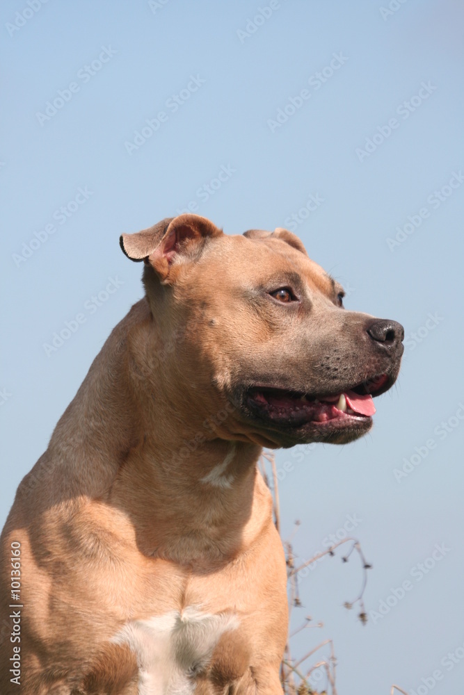 profil de la tête de l'american staffordshire terrier