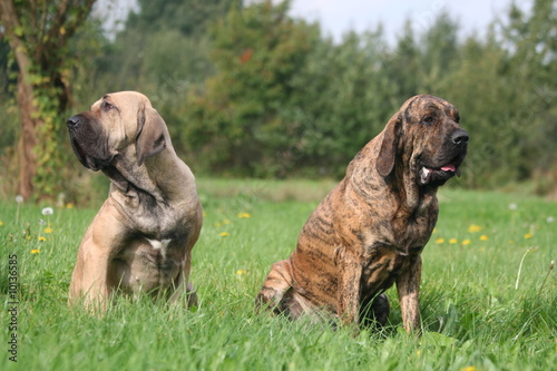 deux fila brasileiro dans le jardin