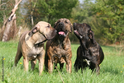 trois fila brasileiro qui se font des bisoux photo