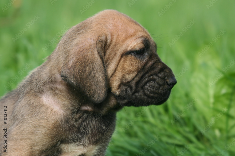 profil de la tete d'un chiot fila brasileiro profil de la tete d'un chiot fila brasileiro