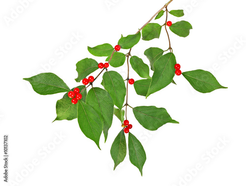 Holly berries on a tree branch isolated on white
