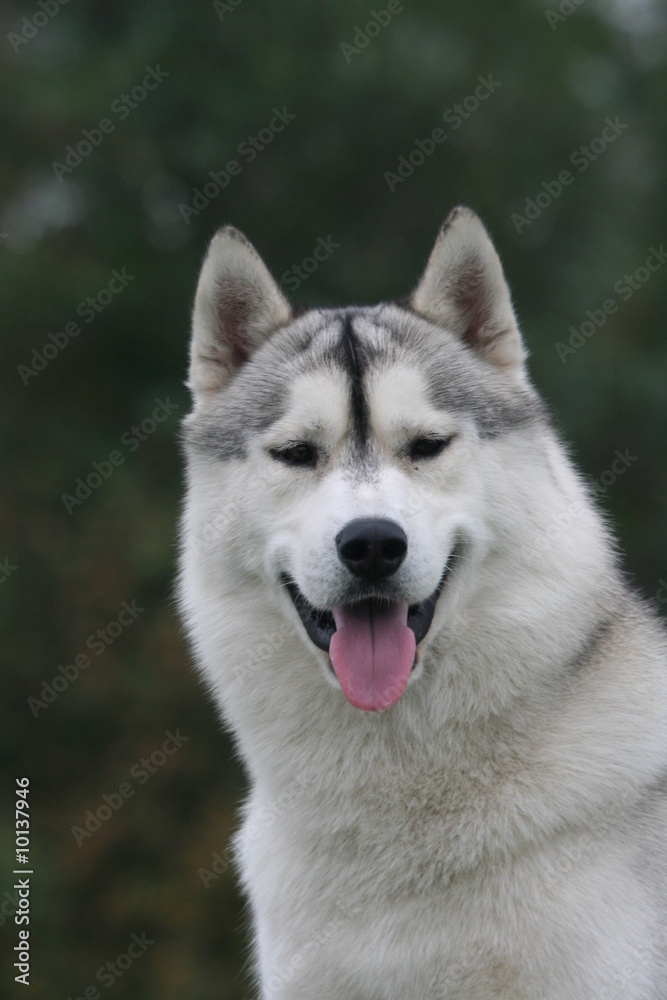 Beau portrait d'un husky sibérien de face tirant la langue